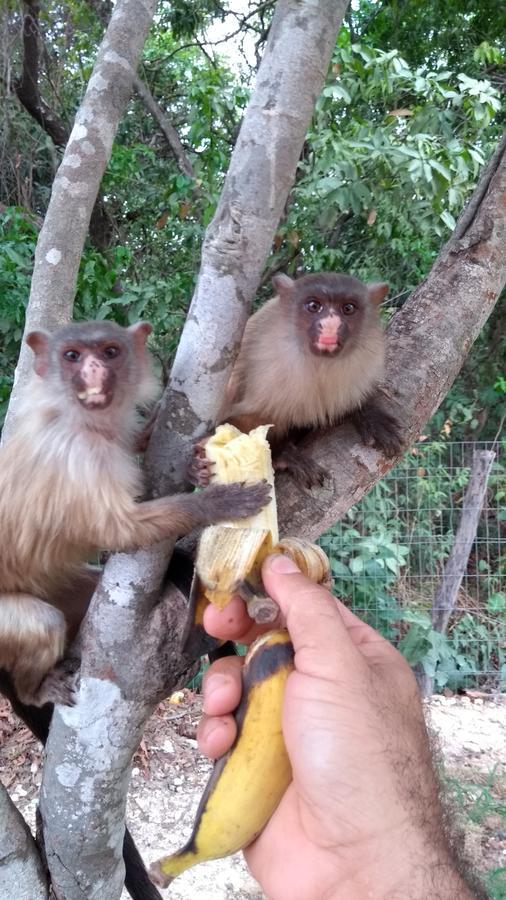 Chacara Pousada Sagui Cuiaba  Bagian luar foto